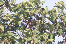 Image of Andaman Treepie