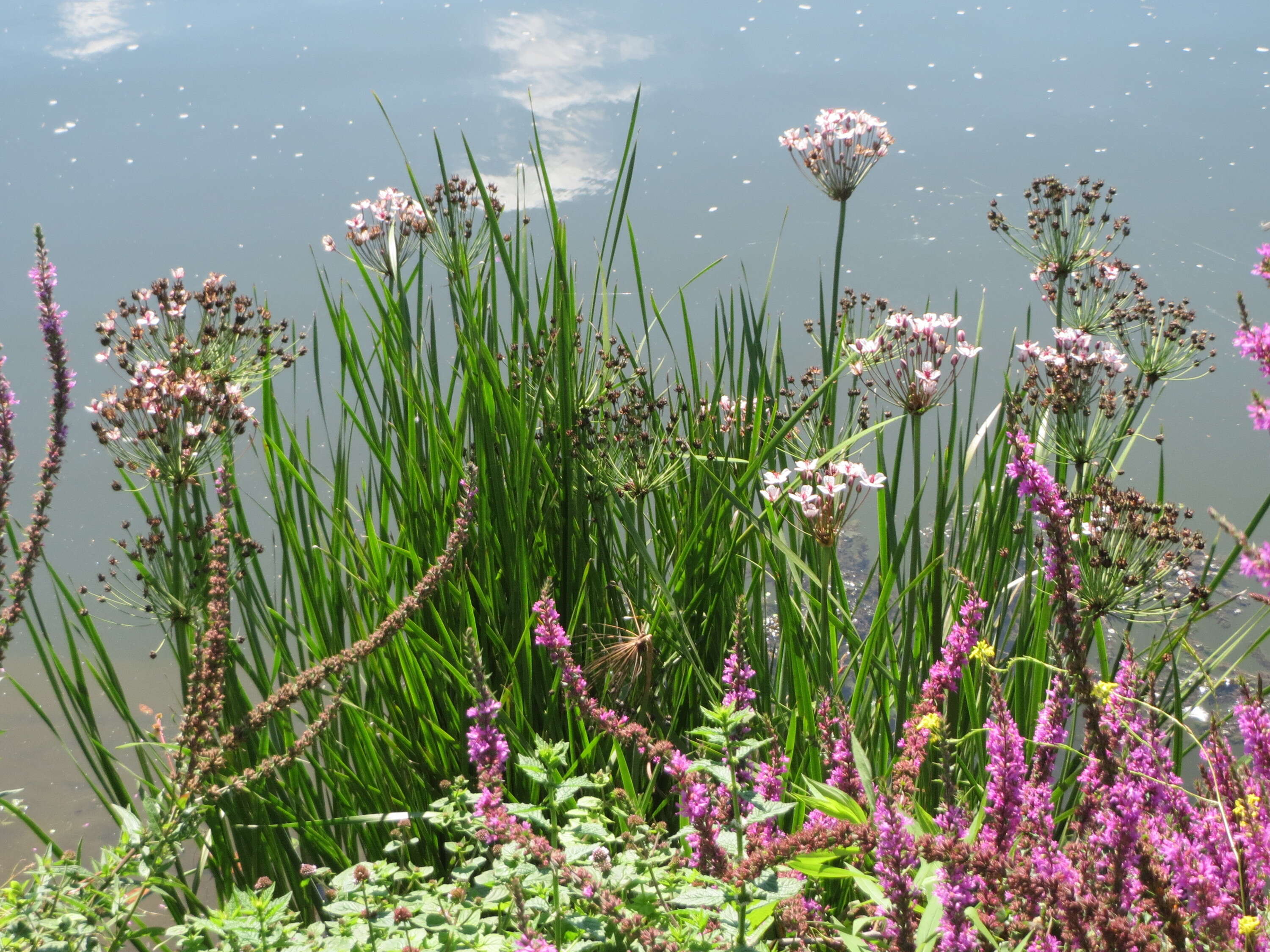 Image of flowering rush family