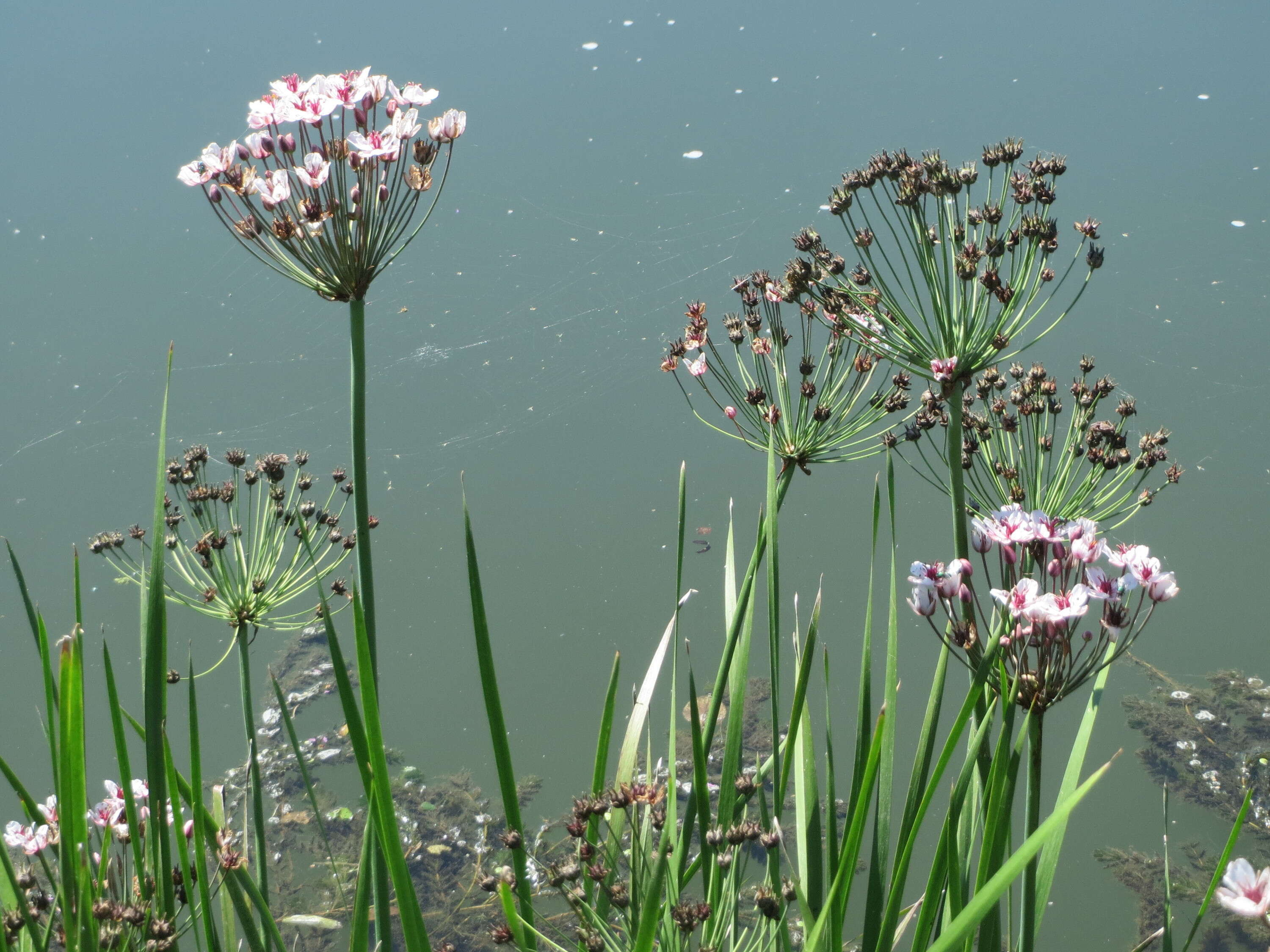 Image of flowering rush family