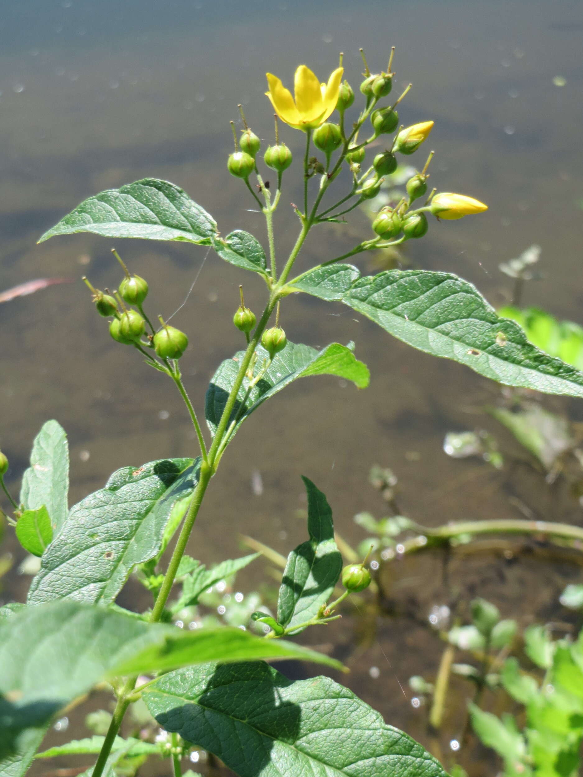 Image of Yellow Loosestrife