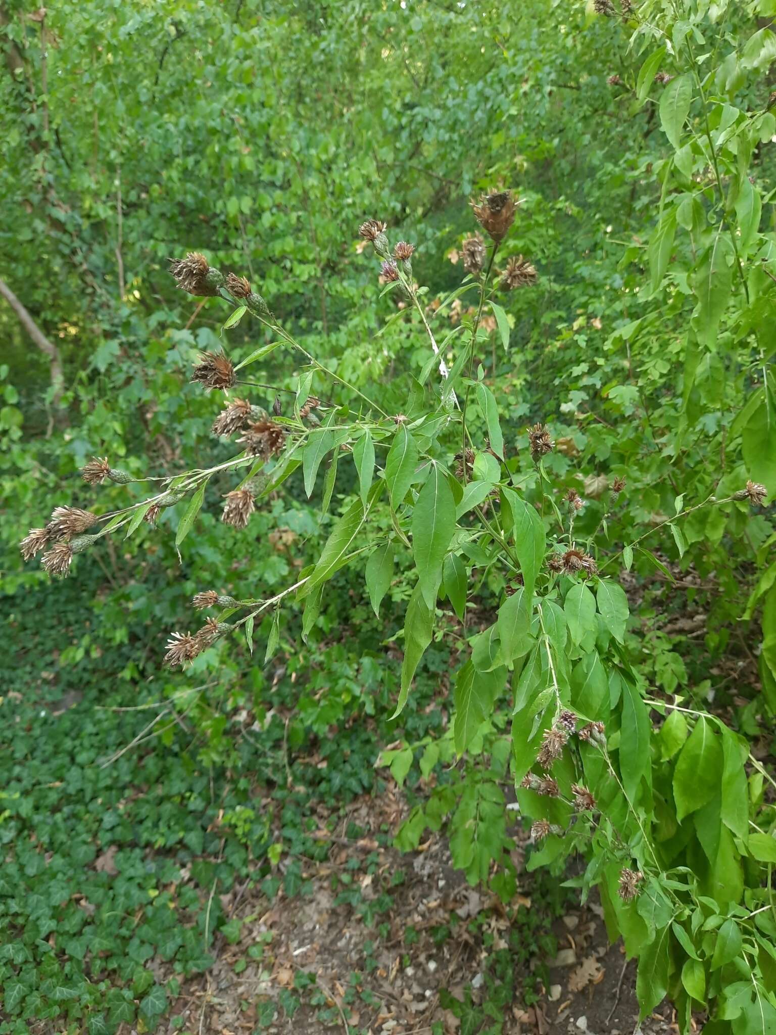 Image of Klasea quinquefolia (Willd.) Greuter & Wagenitz