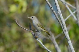 Image of Setophaga petechia bryanti (Ridgway 1873)