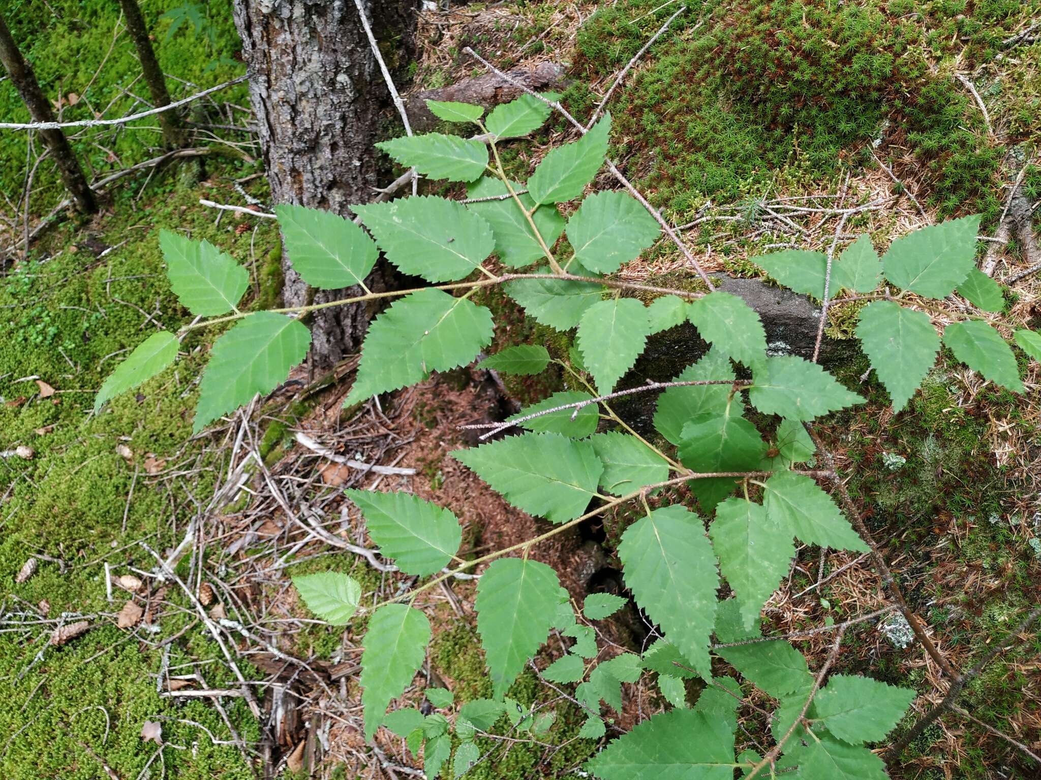 Image of Betula ermanii var. lanata Regel