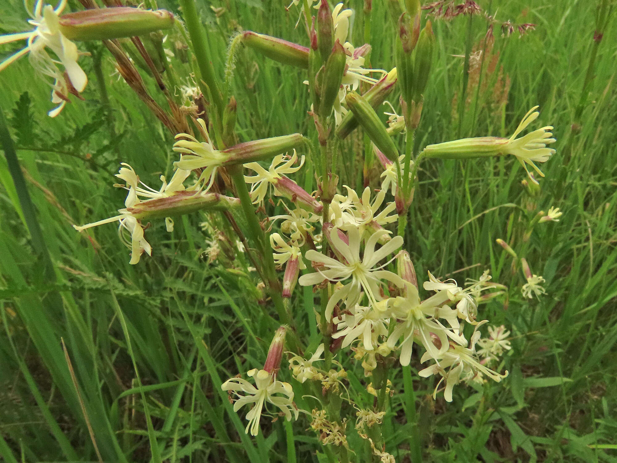 Image of Silene tatarica (L.) Pers.