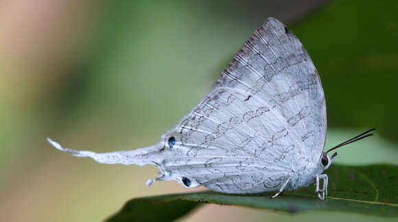 Image of Neomyrina hiemalis (Godman & Salvin 1878)