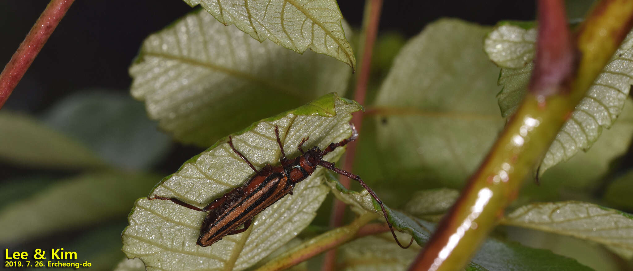 Image of Monkeypod roundheaded borer