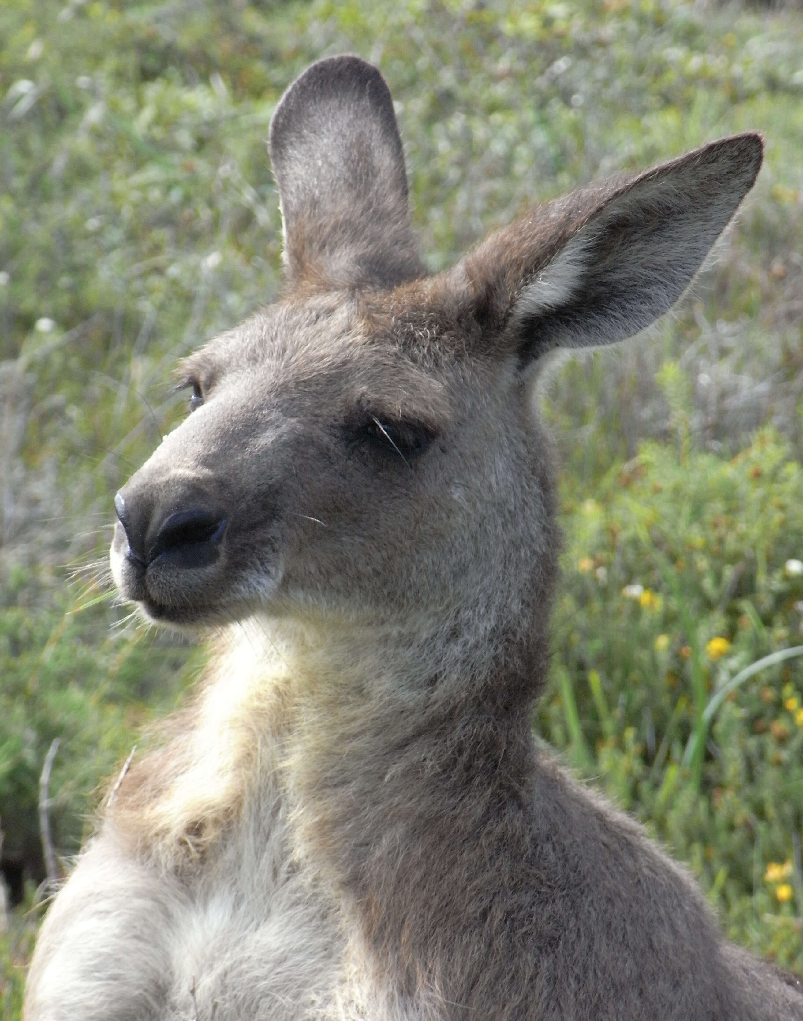 Image of kangaroo