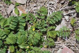 Слика од Sanguisorba hakusanensis Makino