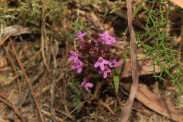 Image of Thymus lotocephalus G. López & R. Morales