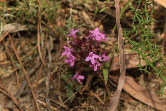 Слика од Thymus lotocephalus G. López & R. Morales