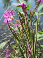 Слика од Epilobium hirsutum L.