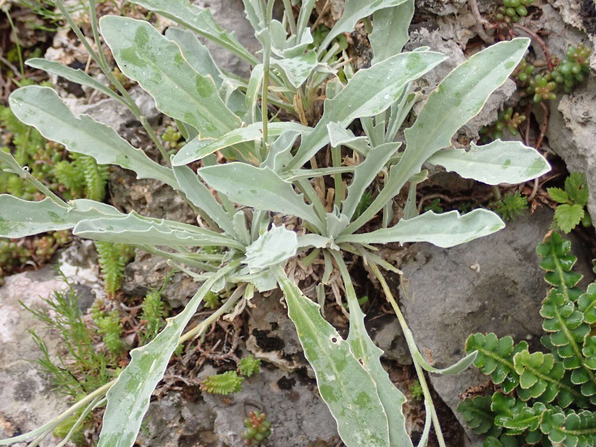 Image of Aurinia sinuata (L.) Griseb.