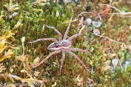 Plancia ëd Dolomedes scriptus Hentz 1845