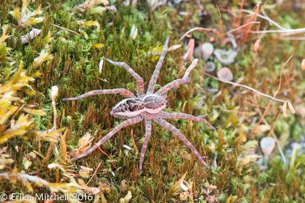 Plancia ëd Dolomedes scriptus Hentz 1845