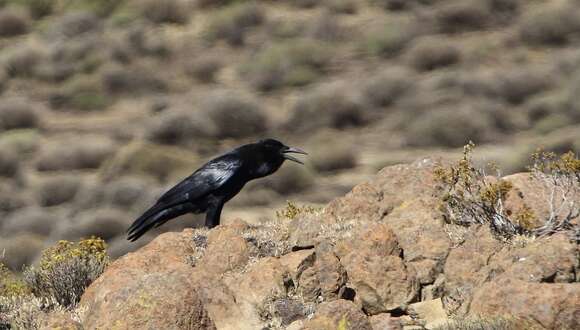 Image of Black Crow