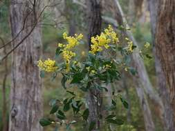 Sivun Acacia pycnantha Benth. kuva