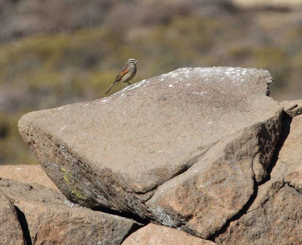 Image of Cape Bunting