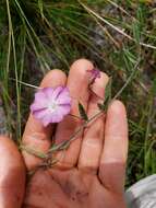 Image of Water Dawnflower