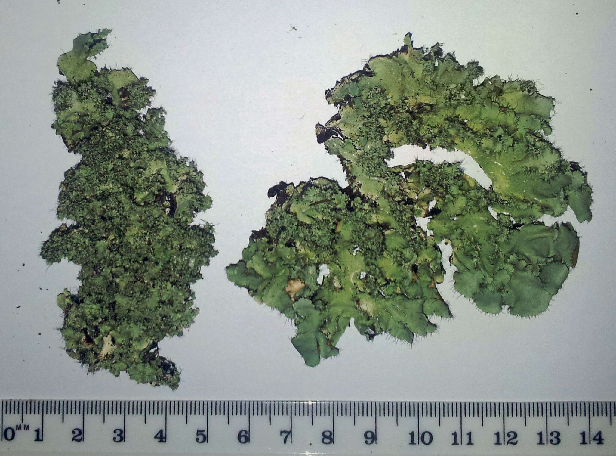 Image of Melliss' parmotrema lichen