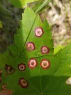 Image of Ocellate Gall Midge