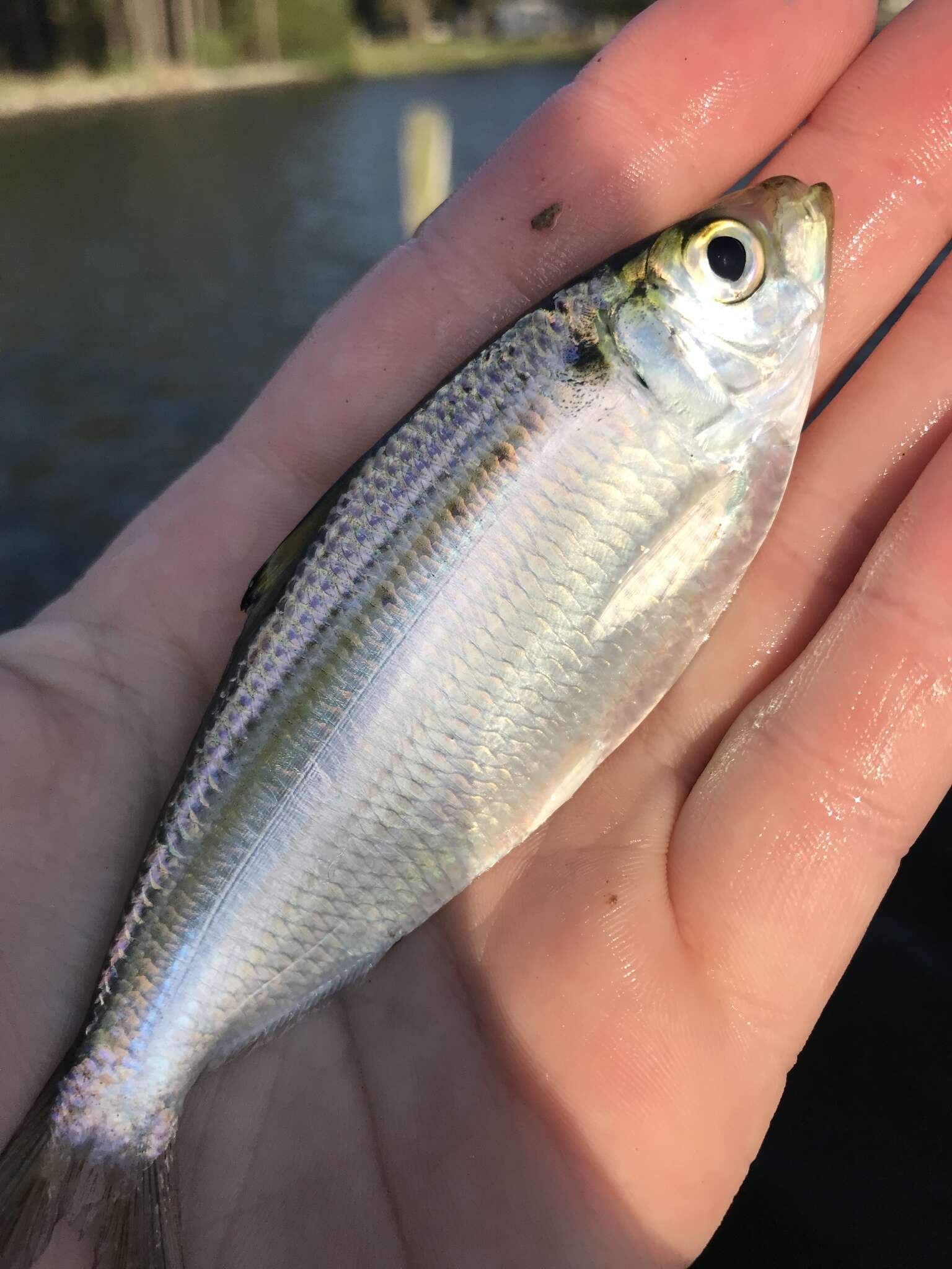 Image of Atlantic Thread Herring