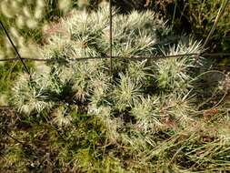 Image of thistle cholla