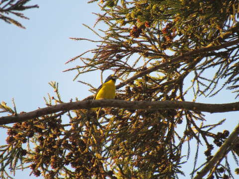 Image of Green-chinned Euphonia