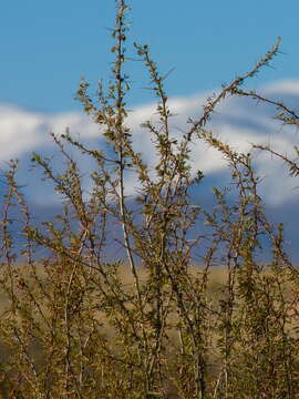 Image of Caragana spinosa (L.) DC.