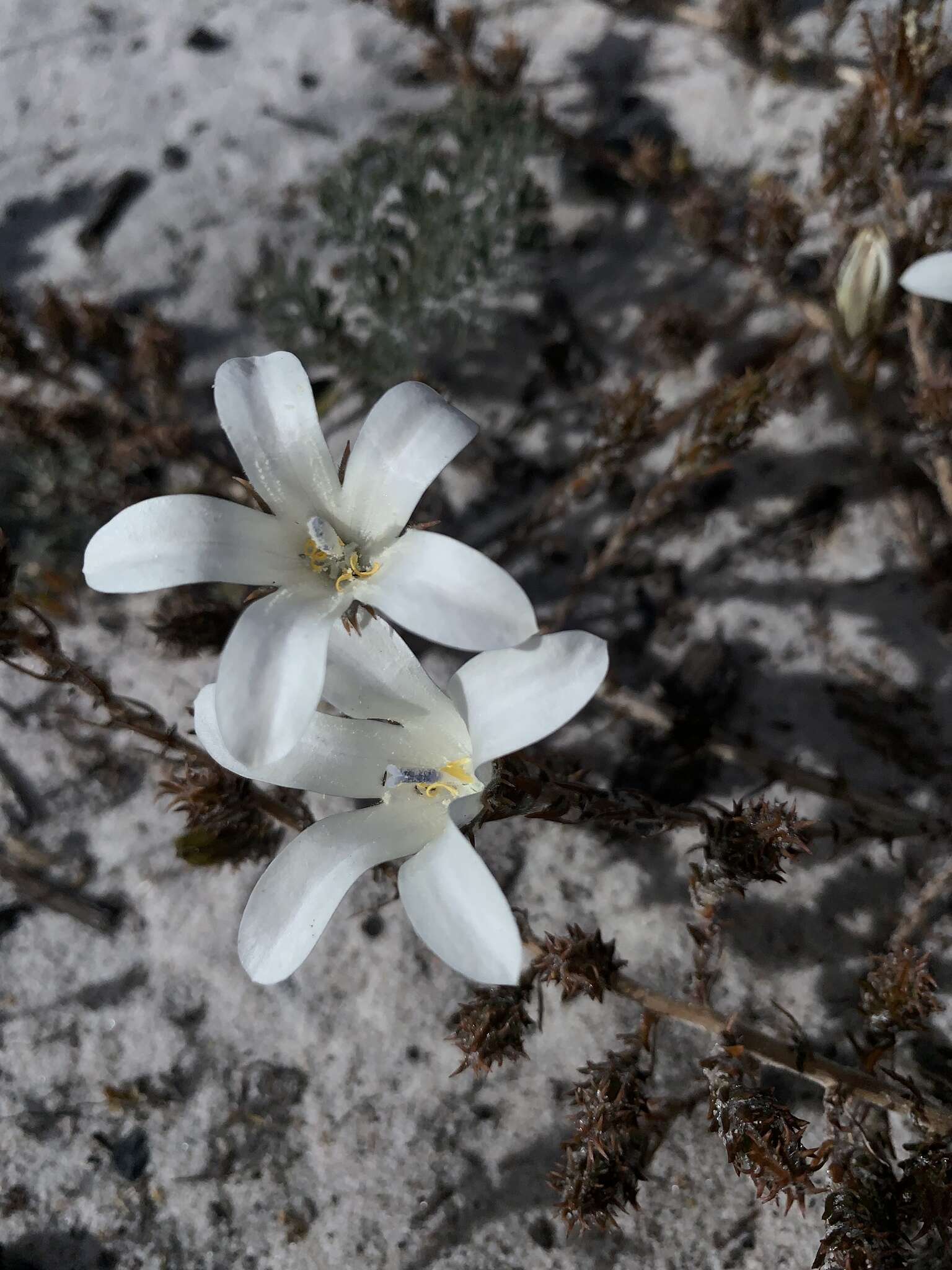 Image of Roella arenaria Schltr.