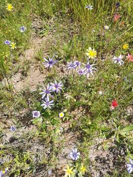 Image of blue daisy