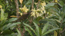 Image of Oxera sulfurea Dubard