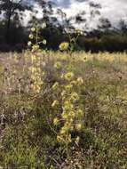 Image of Drosera stricticaulis (Diels) O. H. Sargent