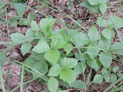 Rubus saxatilis L. resmi