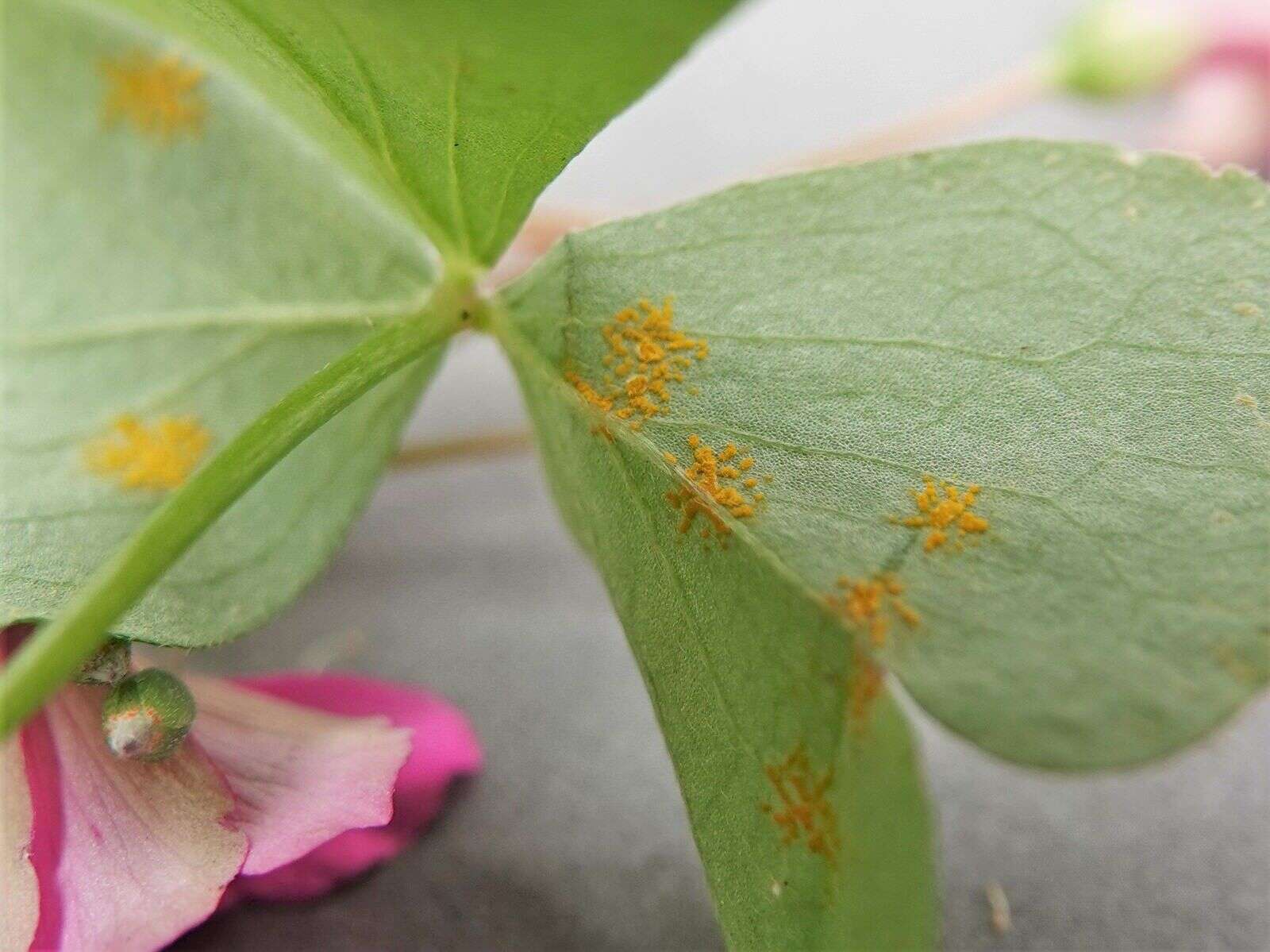 Image of Puccinia oxalidis Dietel & Ellis 1895