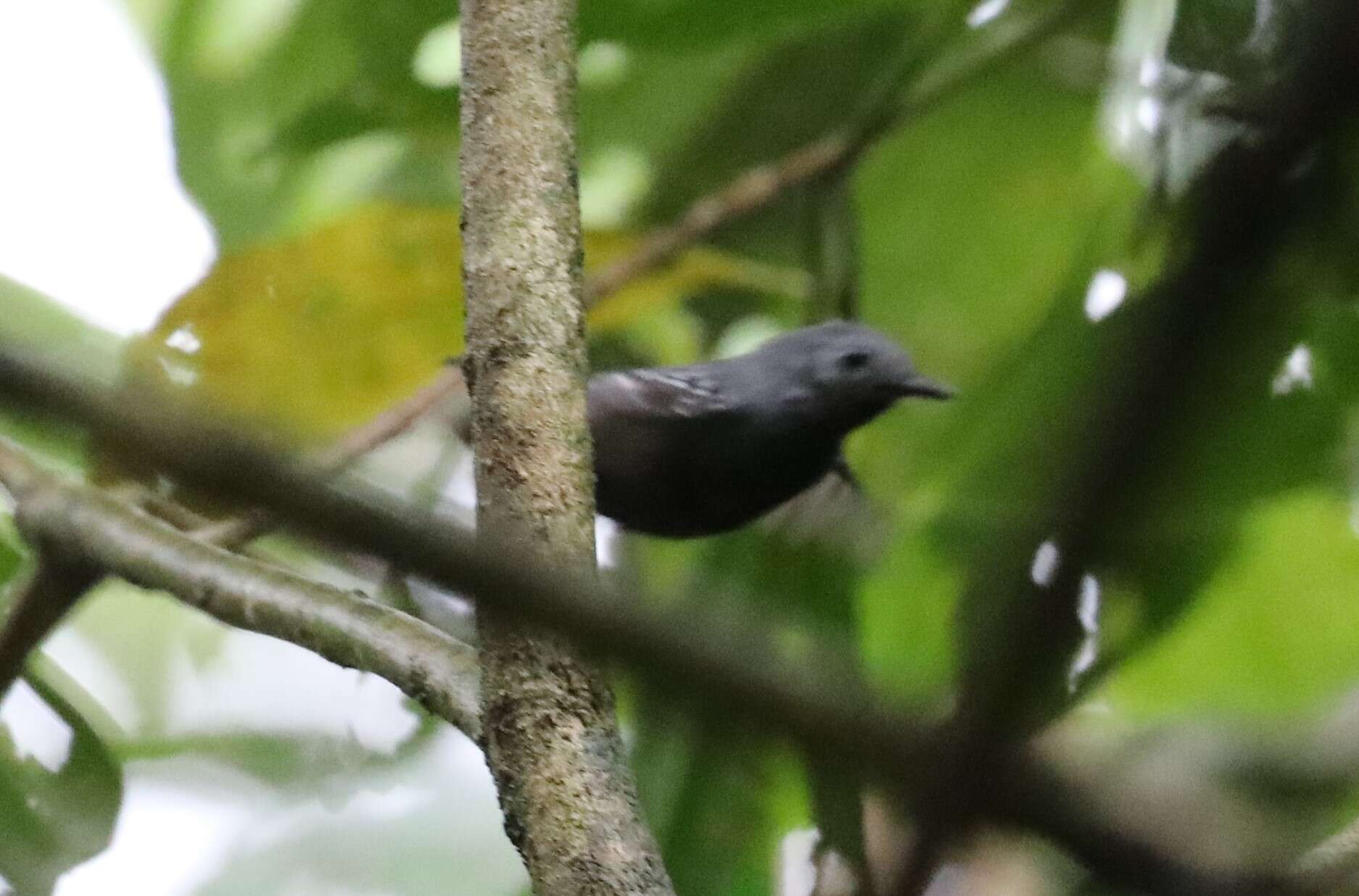 Image of Sooretama Slaty Antshrike