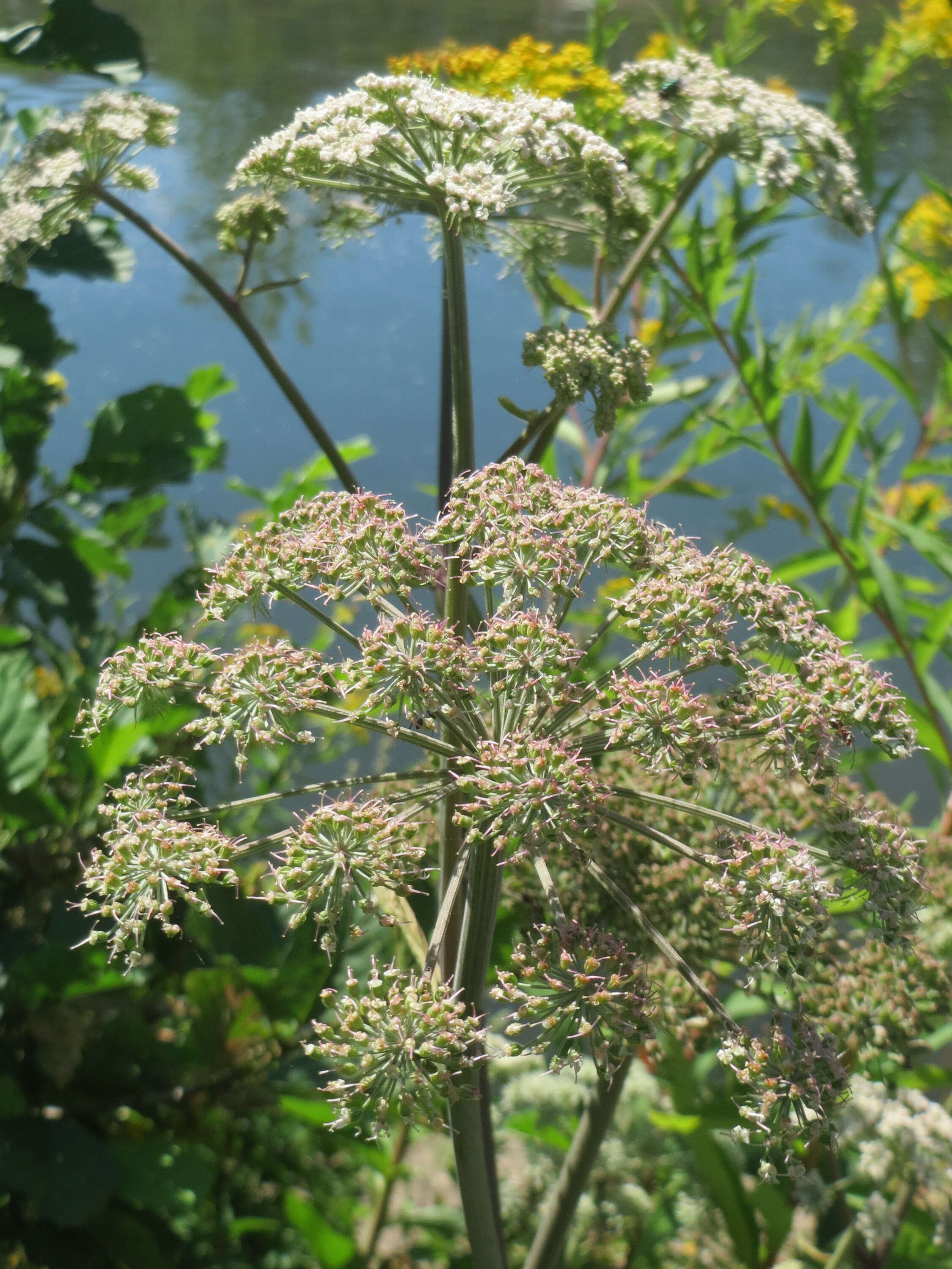 Image of wild angelica