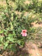 Image of Indigofera filipes Harv.