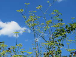 Image of wild parsnip