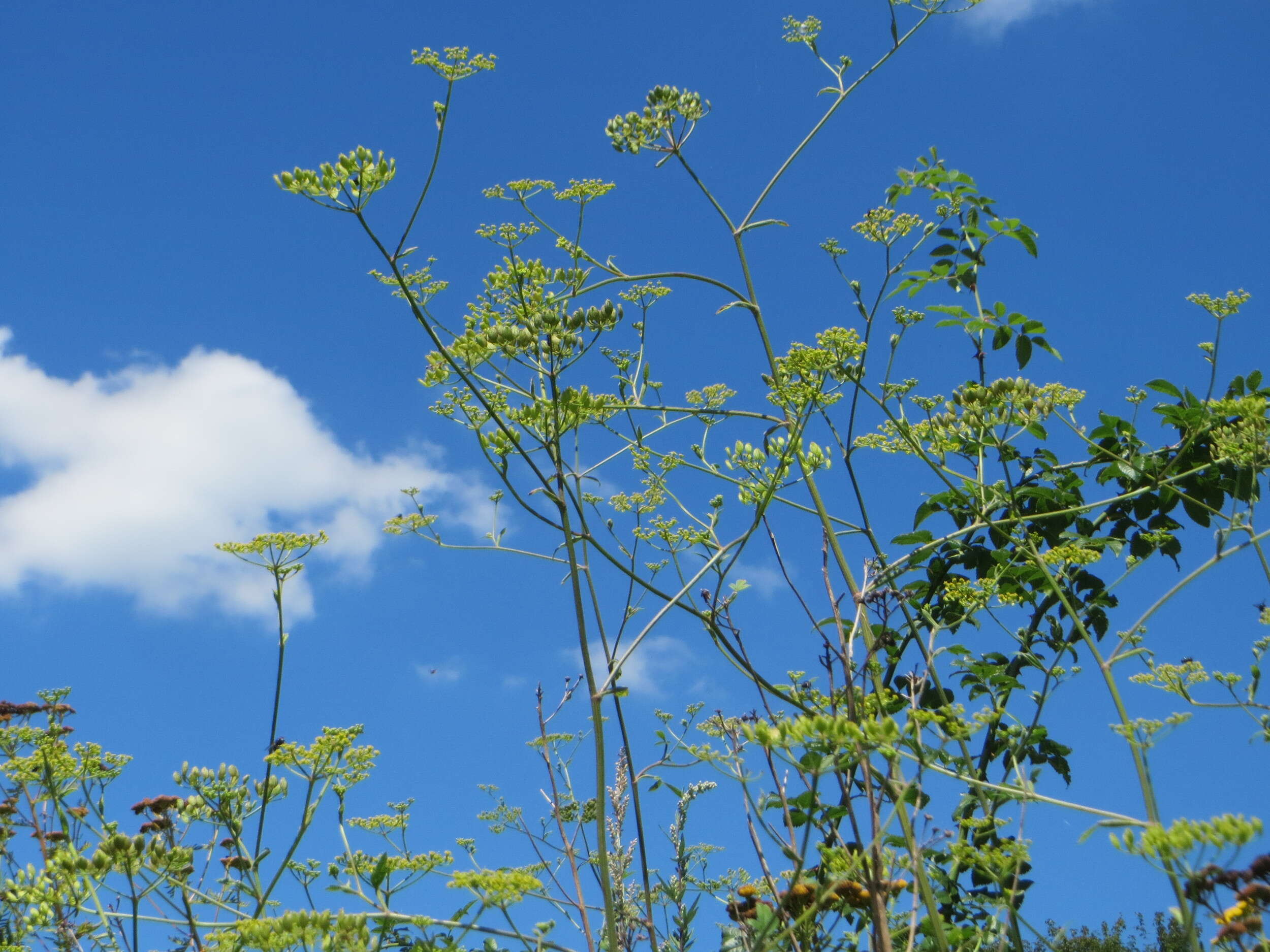 Image of wild parsnip