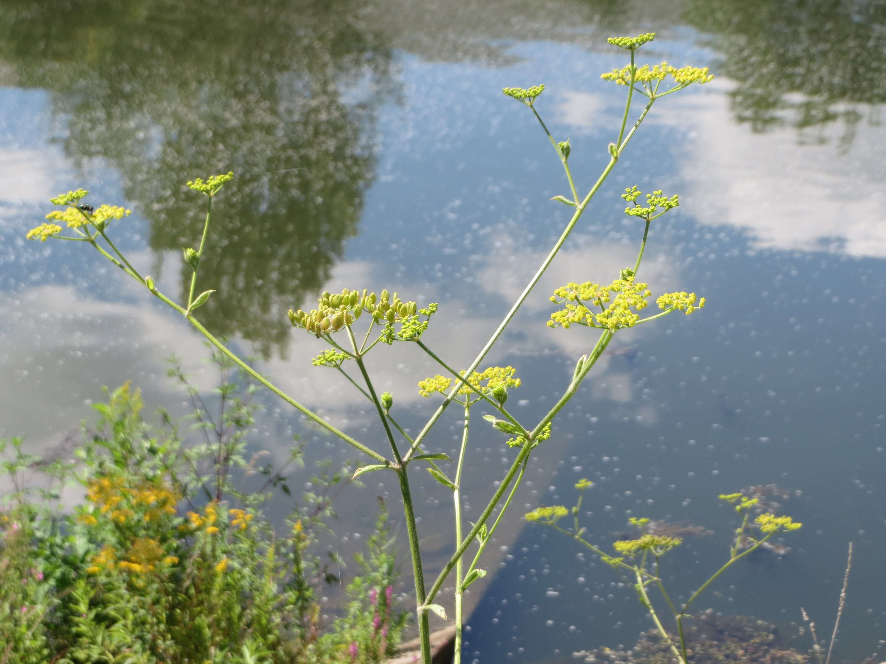 Image of wild parsnip