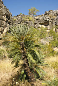 Image of Cycas brunnea K. D. Hill