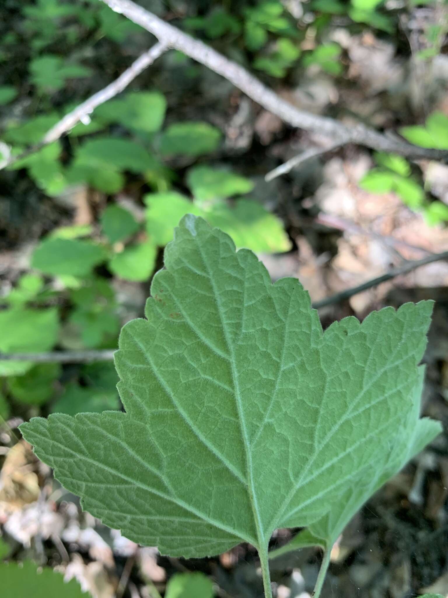 Image of Ribes spicatum subsp. hispidulum (Jancz.) L. Hämet-Ahti