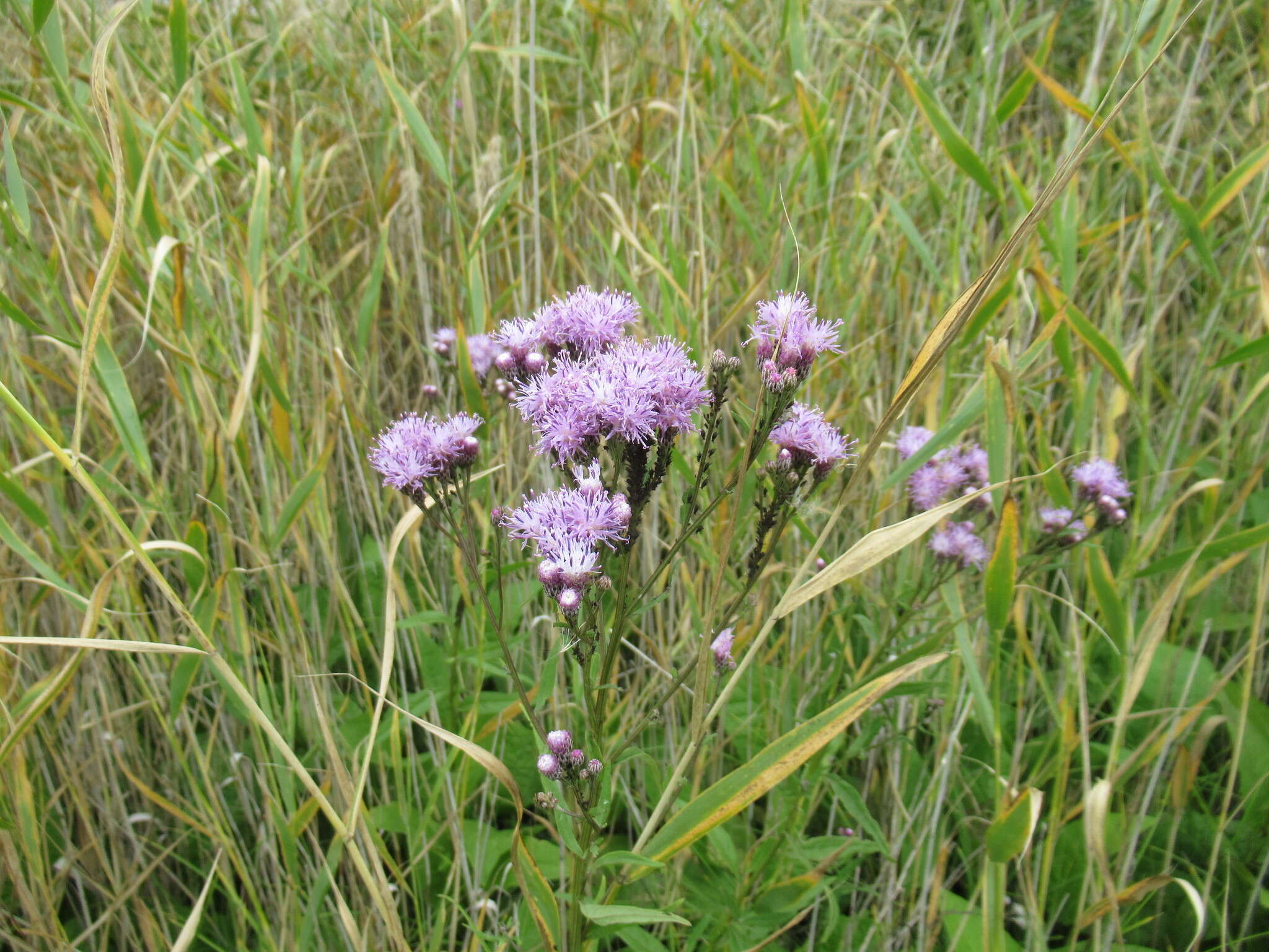 Imagem de Saussurea amara (L.) DC.