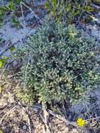 Image of Sand Everlasting