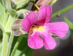 Image of Great Purple Monkey-Flower