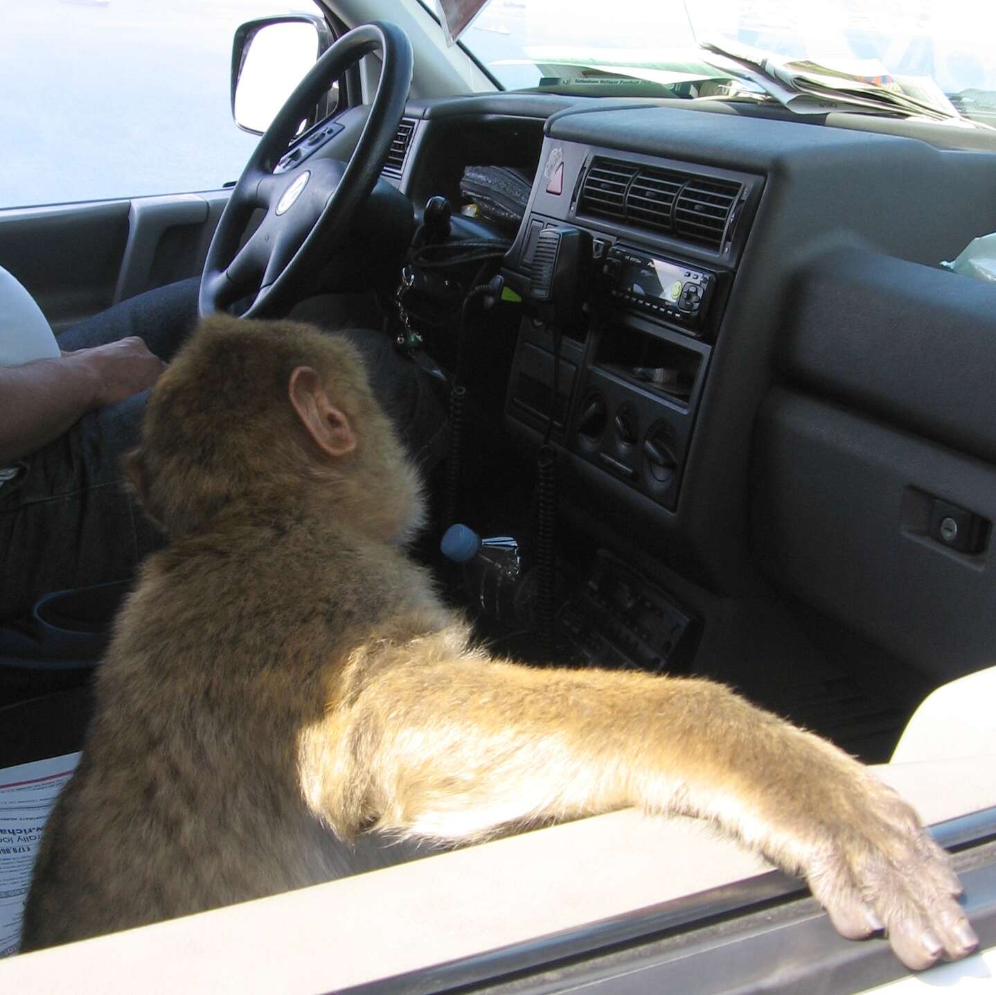 Image of Barbary Ape