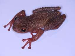 Image of Ecuador slender-legged treefrog