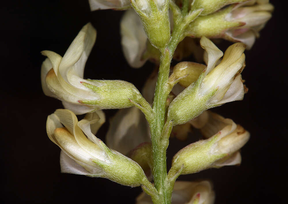 Astragalus douglasii var. douglasii resmi