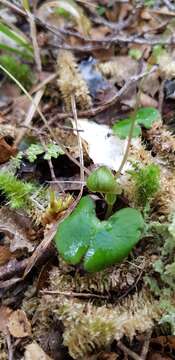 Image of Zeller's spider orchid