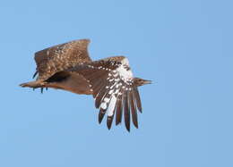 Image of Ludwig's Bustard